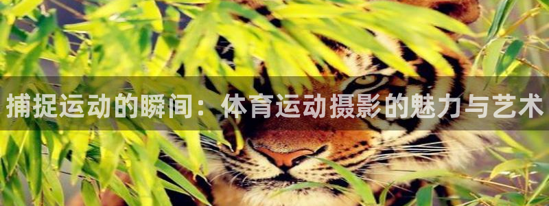 米兰体育官网下载招商电话号码：捕捉运动的瞬间：体育运